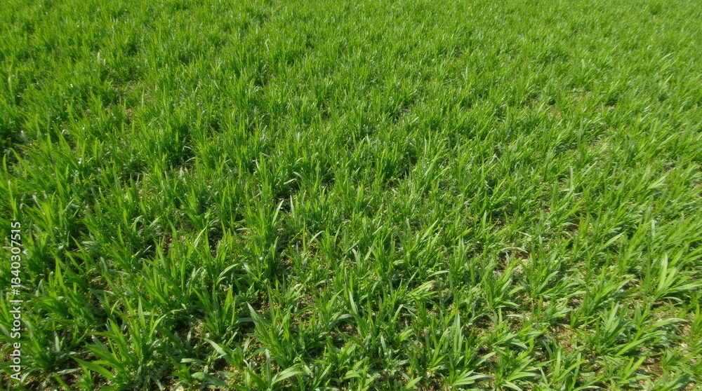 Obraz premium Top-down view of a well-maintained lawn with freshly trimmed edges, smooth and even grass, illuminated by bright sunlight on a clear day.