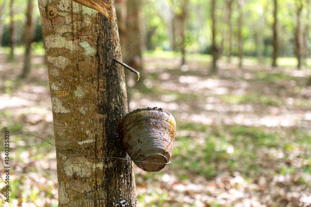 Rubber tree (Hevea brasiliensis) produces latex by using ethylene gas to accelerate productivity. Latex like milk Conducted into gloves, condoms, tires, tires