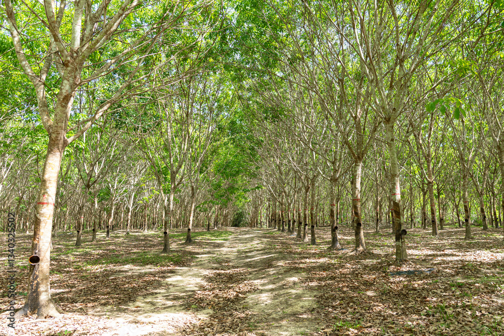 Rubber tree (Hevea brasiliensis) produces latex by using ethylene gas to accelerate productivity. Latex like milk Conducted into gloves, condoms, tires, tires