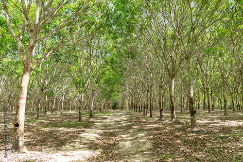 Rubber tree (Hevea brasiliensis) produces latex by using ethylene gas to accelerate productivity. Latex like milk Conducted into gloves, condoms, tires, tires