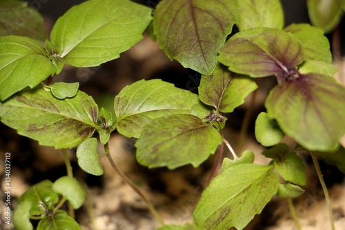 young basil plants with green and purple leaves