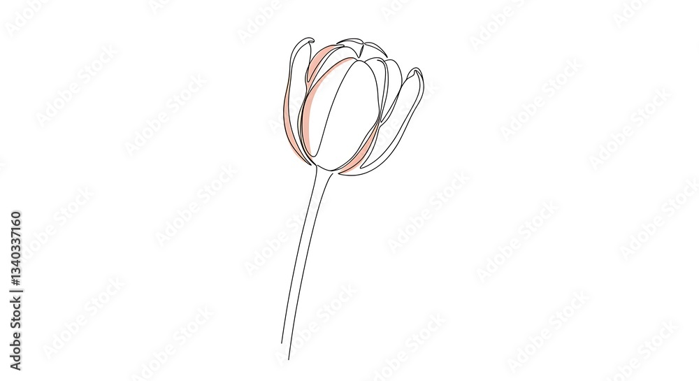Elegant Tulip Flower Line Art with Pastel Touch on White Background Elegant Tulip Flower Line Art with Pastel Touch on White Background