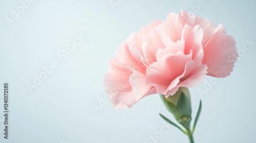 Delicate Pink Carnation Against Light Blue Background photo