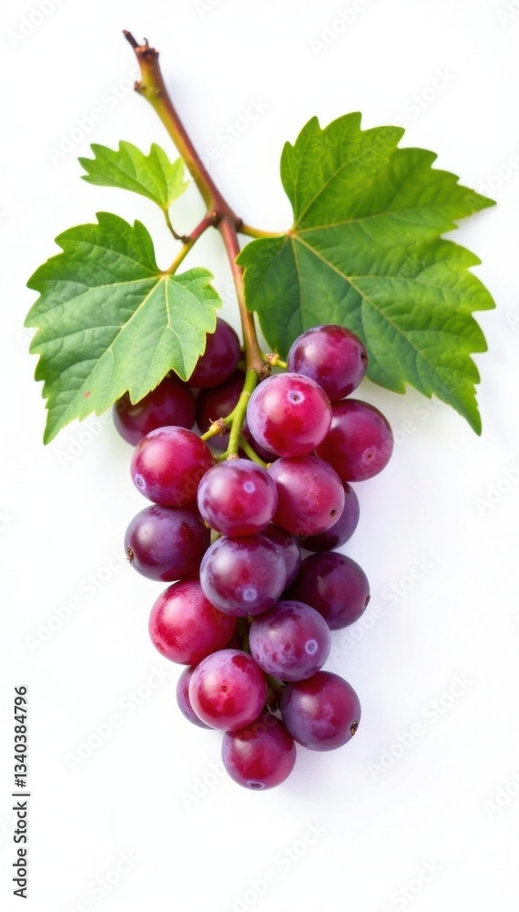 Fototapeta premium Small branch of grape vine on white background, flora, botanical