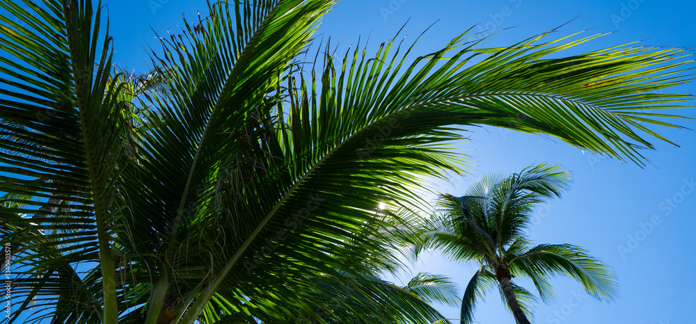 Fototapeta premium Tropical background. Green tropical palm texture. Palms leaf pattern. Nature tropical background. Summer background. Palm tree on blue sky. Tropical paradise. Exotic palm background.