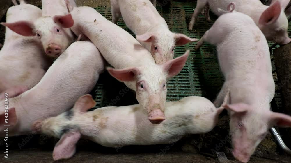 Curious white piglets on a farm for meat production, Static shot Curious white piglets on a farm for meat production, Static shot
