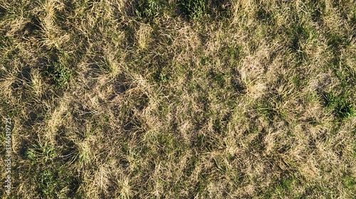 Patchy dry grass with green tufts in a natural landscape, aerial view


