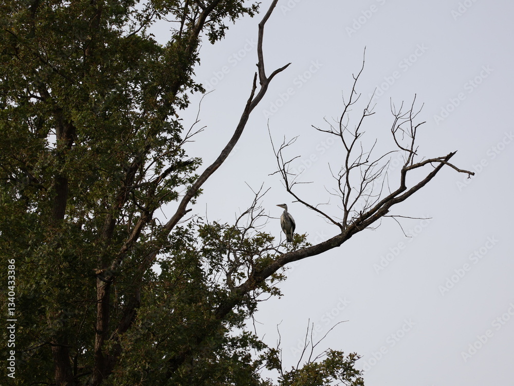 Graureiher auf Baum 
