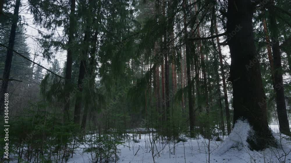A Majestic Winter Forest Landscape featuring Tall Trees, Glorious Snow, and Serenity A Majestic Winter Forest Landscape featuring Tall Trees, Glorious Snow, and Serenity