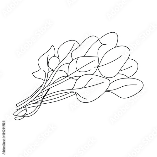 Fresh Spinach Bundle Line Art, Vegetable, Green, Healthy, Food