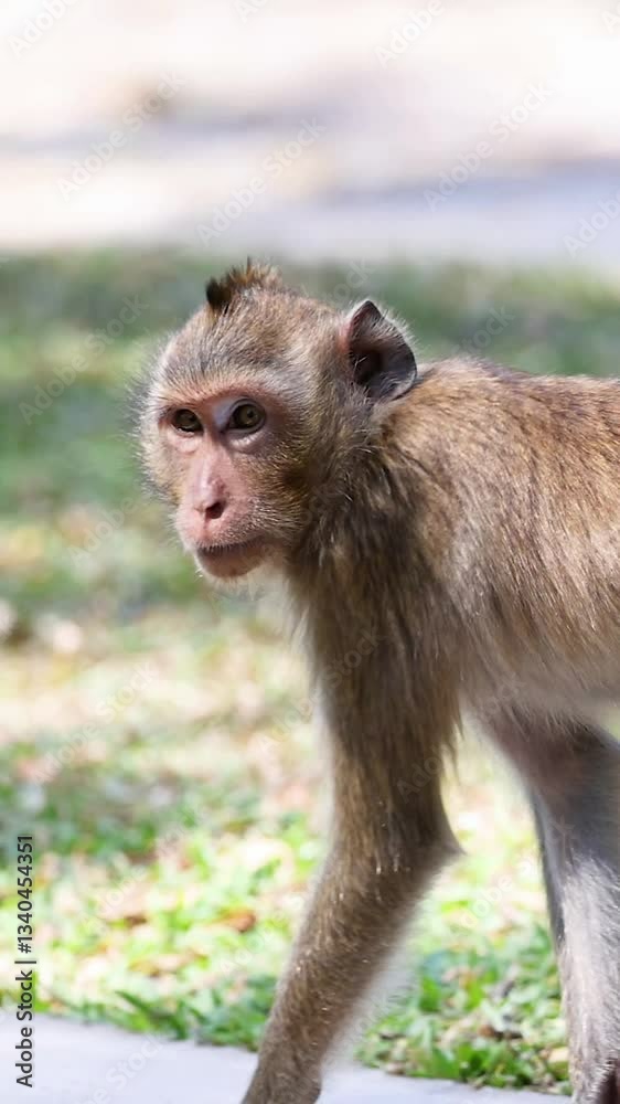 Monkeys Interacting at Khao Kheow Zoo