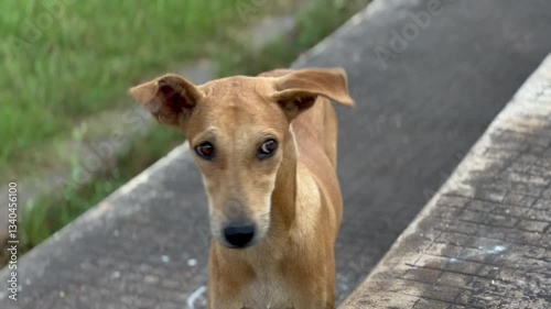Street dogs roaming on the streets.Dogs playing, eating, wagging its tail .