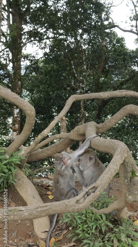 Monkeys doing activities on the top of a hill in North Bali photo