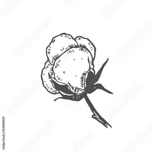 Cotton flower. Floral botanical flower. Isolated illustration element. Vector hand drawing wildflower for background, texture, wrapper pattern, frame or border.