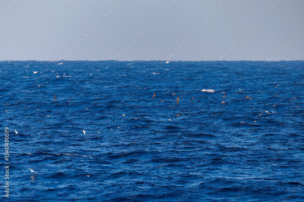 沖を飛翔する美しいオオミズナギドリ(ミズナギドリ科)。
英名学名:Streaked Shearwater, Calonectris leucomelas
東海汽船東京湾〜伊豆諸島八丈島、太平洋航路の橘丸船上にて - 2025
沖を飛翔する美しいオオミズナギドリ(ミズナギドリ科)。
英名学名:Streaked Shearwater, Calonectris leucomelas
東海汽船東京湾〜伊豆諸島八丈島、太平洋航路の橘丸船上にて - 2025