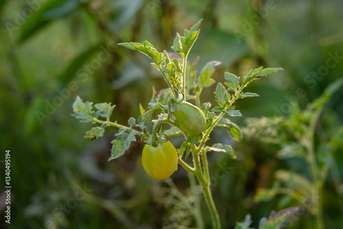 Close-up macro of yellow and green homegrown tomato vegetables