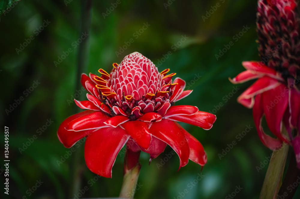Close up red torch ginger flower against green leaves in Costa Rica. Close up red torch ginger flower against green leaves in Costa Rica.