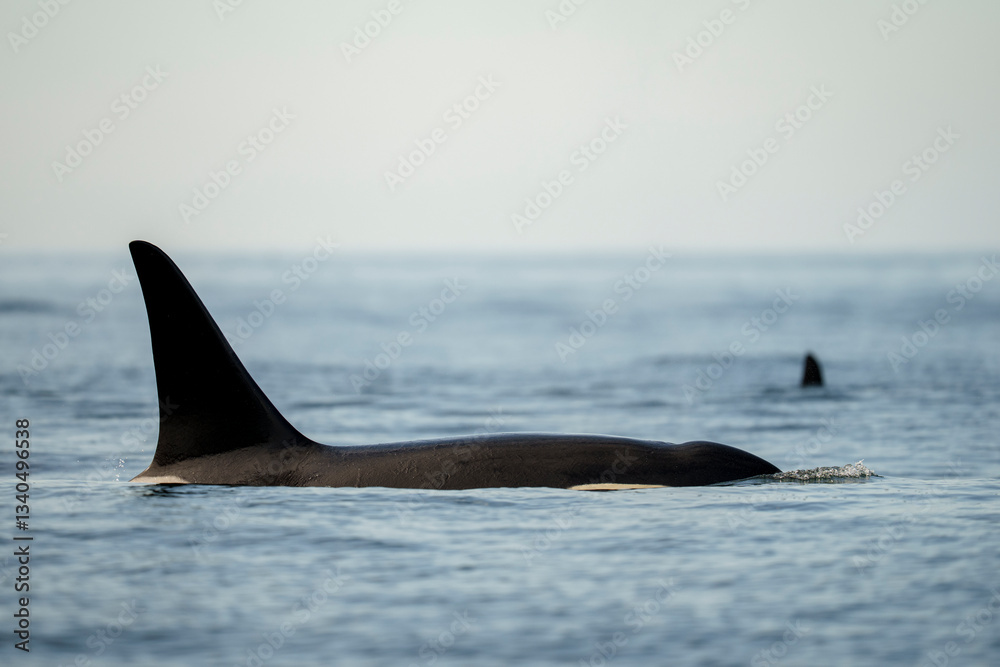 Obraz premium Orca Fins Breaking Ocean Surface in Calm Marine Waters