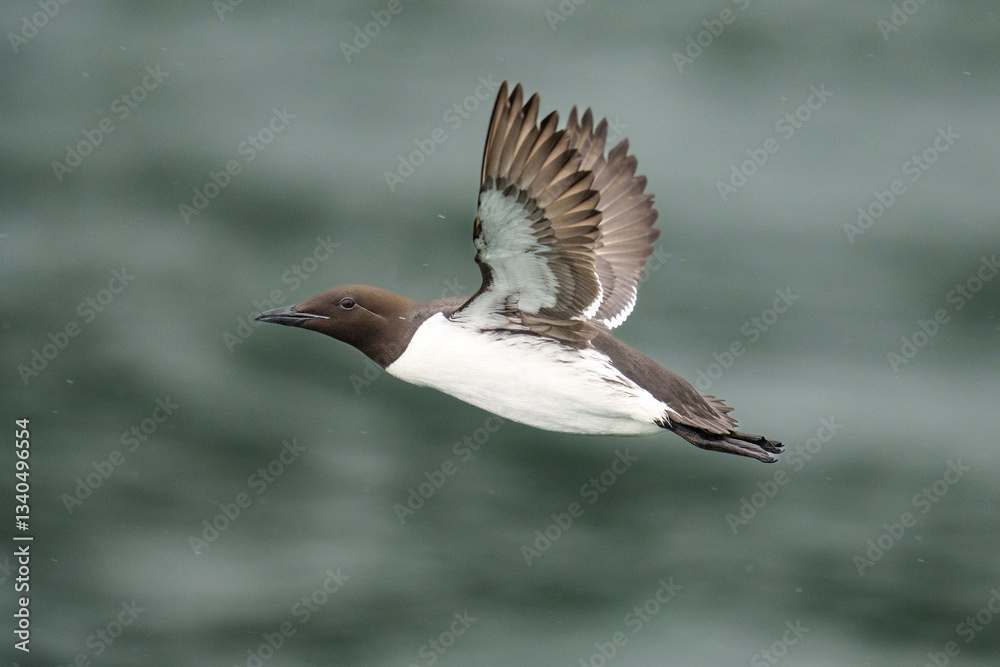 Close-Up of a Common Murre Flying Over the Ocean Surface Close-Up of a Common Murre Flying Over the Ocean Surface