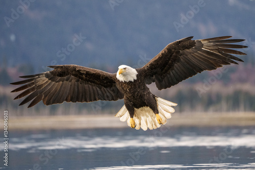 Canvas-taulu Bald Eagle Soaring Over Water With Outstretched Wings in Natural