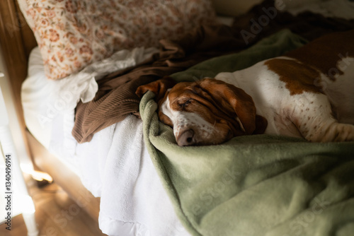 Large basset hound dog sleeping on green blanket on bed at home