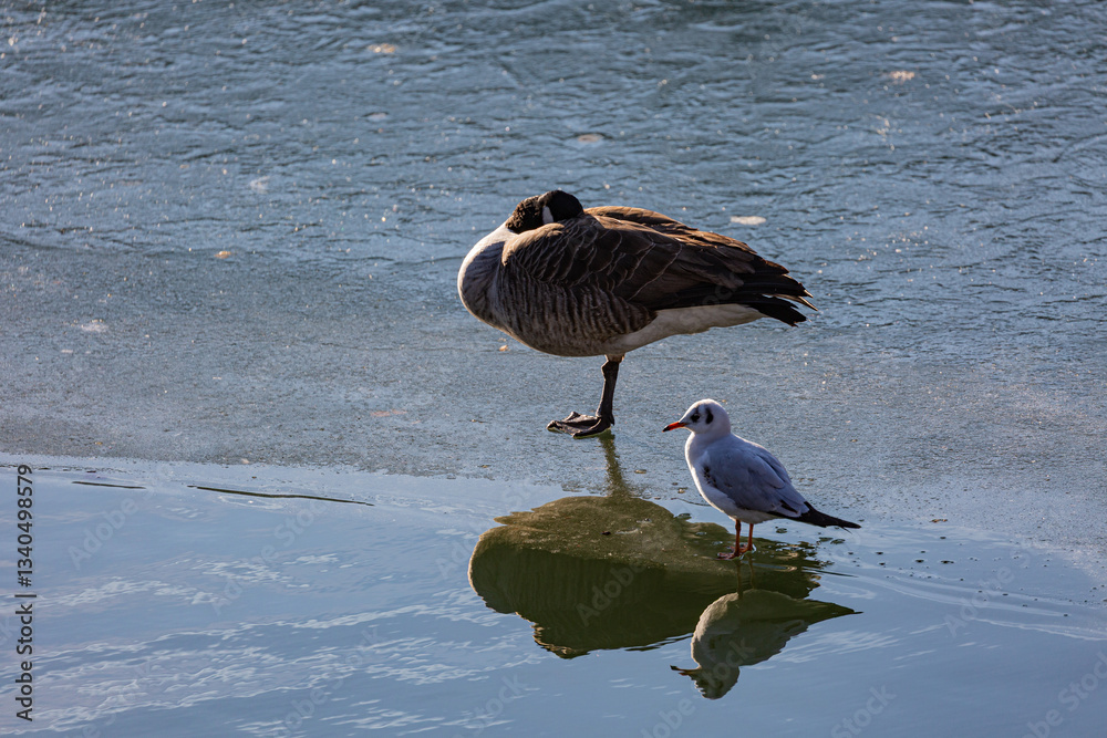 Canadian goose stay on frozen lake