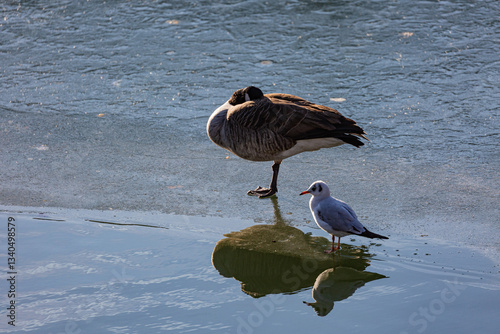 Obraz na płótnie Canadian goose stay on frozen lake w salonie