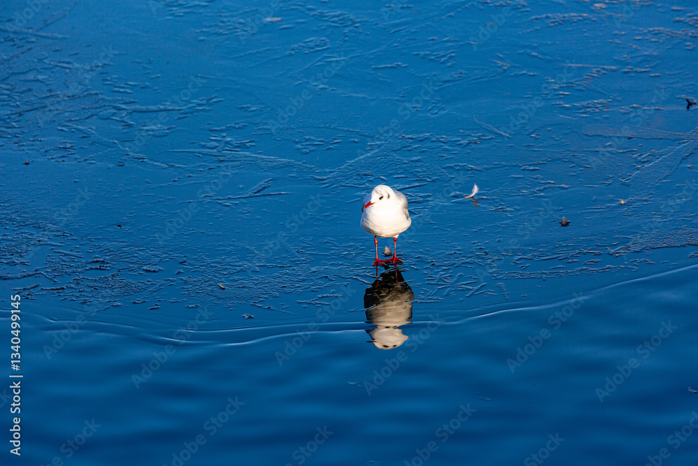 Seagull stay on frozen lake