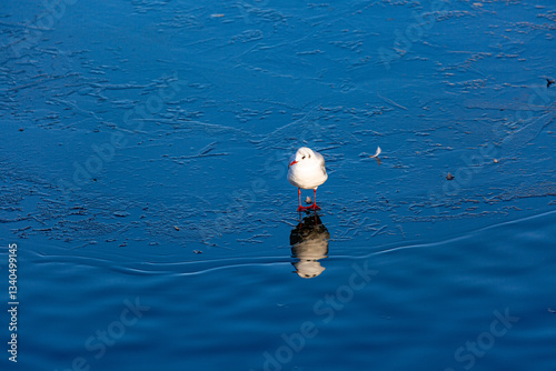 Seagull stay on frozen lake