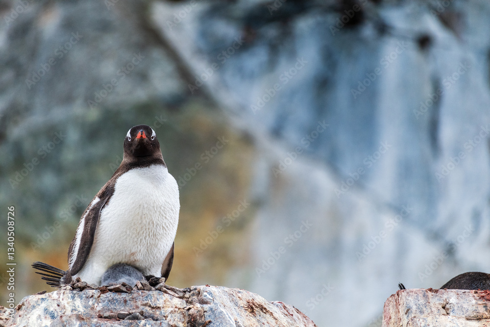 Naklejka premium Close-up of a Gentoo Penguin -Pygoscelis papua- sitting on its nest at Cuverville Island, on the Antarctic Peninsula