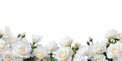 White roses border, isolated background
