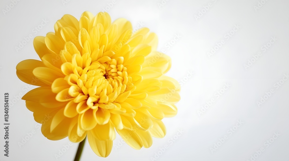 Fototapeta premium Vibrant yellow chrysanthemum against a white background