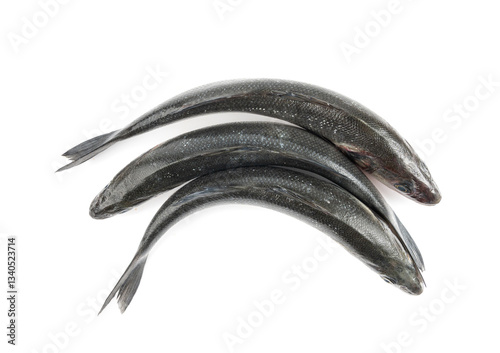 European seabass or Dicentrarchus labrax, whole raw labrax, branzino fish, European bass
