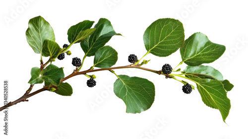 Wallpaper Mural Branch with ripe blackberries and green leaves on transparent background Torontodigital.ca