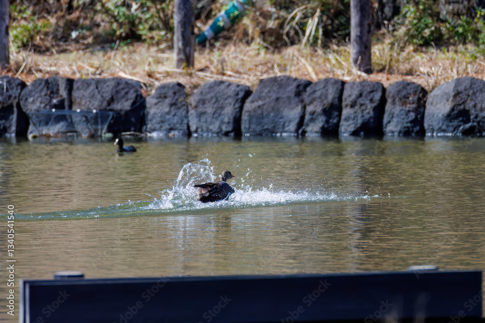 Fototapeta premium 八丈島では数年に一度しか飛来しない、貴重な 飛翔する美しく大きなマガン（カモ科） 英名学名：Greater white-fronted goose, Anser albifrons 東京都伊豆諸島八丈島-2025年 