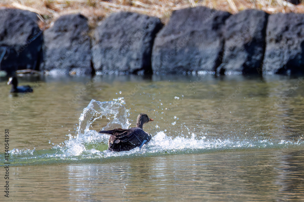 Fototapeta premium 八丈島では数年に一度しか飛来しない、貴重な 飛翔する美しく大きなマガン（カモ科） 英名学名：Greater white-fronted goose, Anser albifrons 東京都伊豆諸島八丈島-2025年 