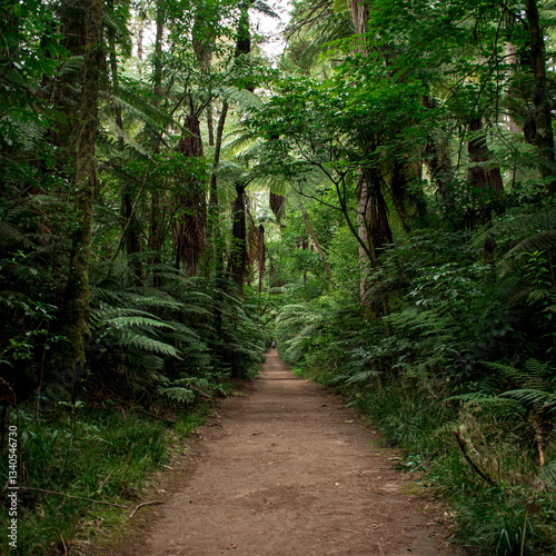 footpath in the woods