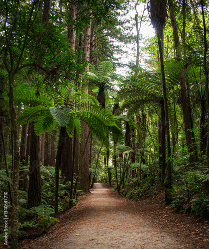 path in the woods