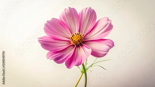 Vintage Pink Cosmos Flower Isolated Background, Retro Floral Photography,  Beautiful Blossom Image,  Pink Cosmos Bloom