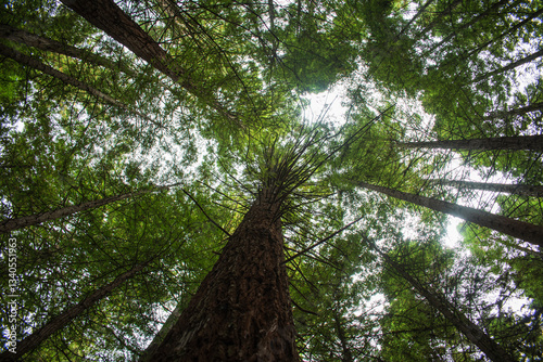 trees in the forest