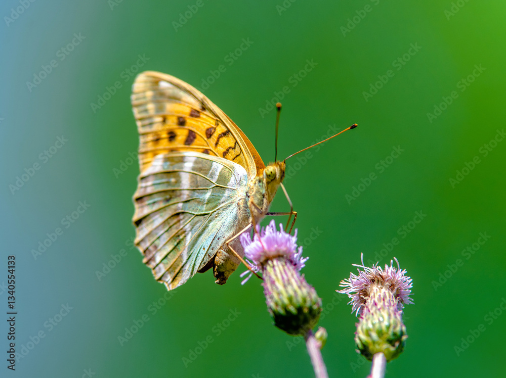 Fototapeta premium A golden butterfly collects nectar from flowers 
