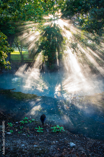 sun rays in the forest