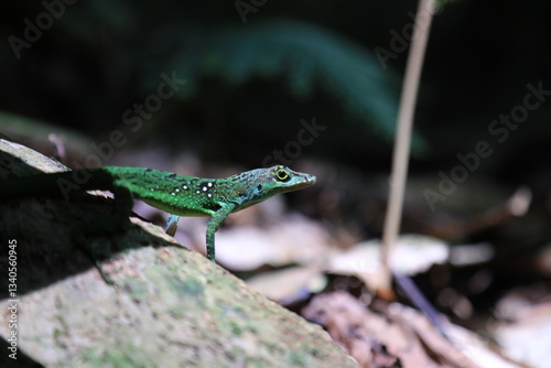 green lizard
