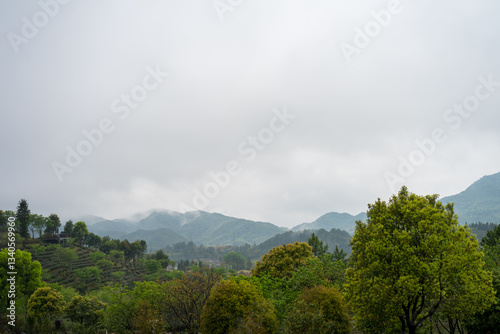 Wallpaper Mural The Mountain Tea Plantation Scenery Torontodigital.ca