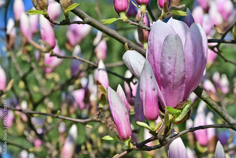 Primavera a Basiglio, gemme, fiori, piante a Milano 3 - Lombardia