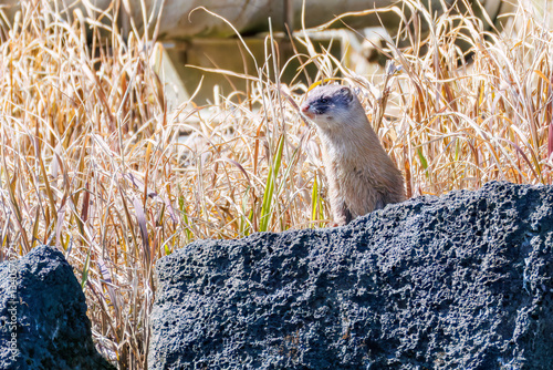 池に飛び込んでアカハライモリを捕まえた。
可愛いニホンイタチ（イタチ科）
英名学名：Japanese weasel (Mustela itatsi)
東京都伊豆諸島八丈島-2025年
