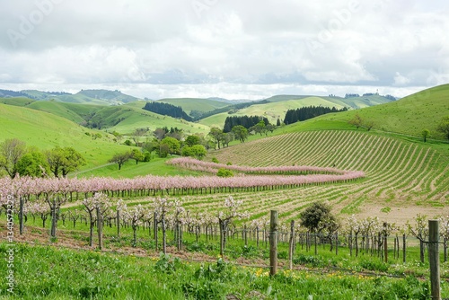 Wallpaper Mural Flowering Fruit Tree Orchard in Bloom: Rows of blossoming apple and cherry trees with fresh blooms, set against rolling green hills Torontodigital.ca