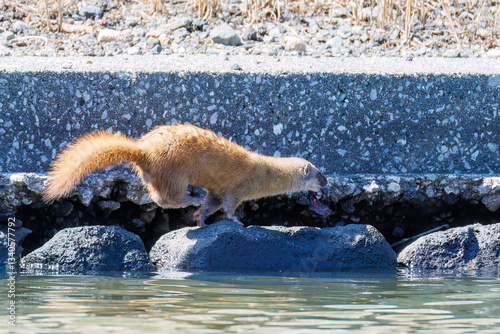 池に飛び込んでアカハライモリを捕まえた。
可愛いニホンイタチ（イタチ科）
英名学名：Japanese weasel (Mustela itatsi)
東京都伊豆諸島八丈島-2025年
