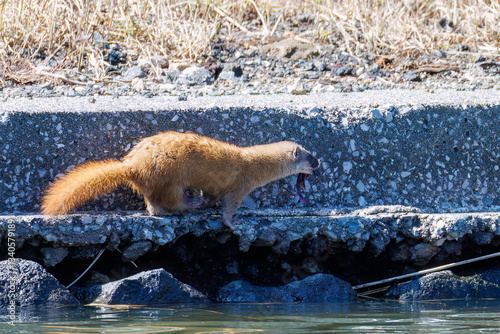 池に飛び込んでアカハライモリを捕まえた。
可愛いニホンイタチ（イタチ科）
英名学名：Japanese weasel (Mustela itatsi)
東京都伊豆諸島八丈島-2025年
