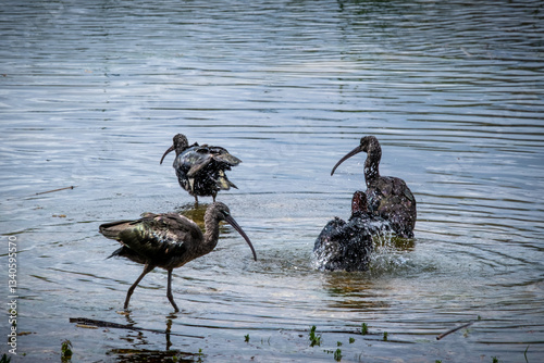 Plegadis Falcinellus tomando baño matinal en laguna de aves migratorias en Sevilla photo